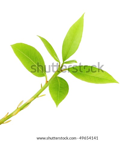 Fresh spring leaves on young plant isolated on white background