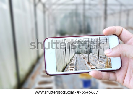 Women hand holding smartphone shooting melon farm oganic