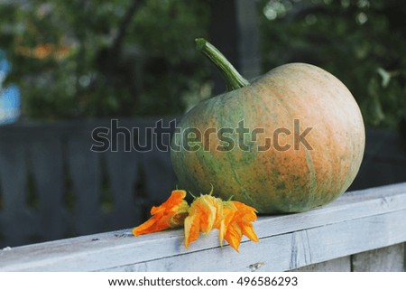 yellow squash and pumpkin flowers