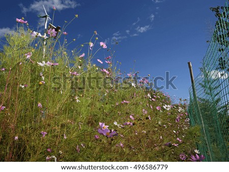 The Cosmos Flower with nice sky blue