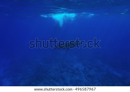 Megaptera novaeangliae Humpback whale underwater in the Pacific ocean, Austral islands, Rurutu, French Polynesia