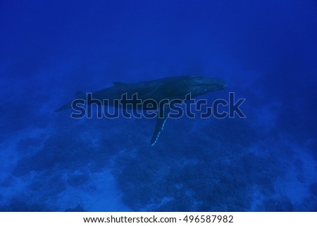 A humpback whale, Megaptera novaeangliae, underwater in the Pacific ocean, Rurutu island, Austral archipelago, French Polynesia