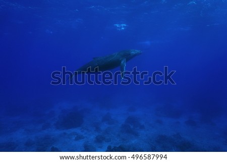 A humpback whale underwater, Megaptera novaeangliae, Pacific ocean, Rurutu, Austral islands, French Polynesia