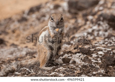 Barbary ground squirrel (atlantoxerus getulus), Fuerteventura, Canary Islands