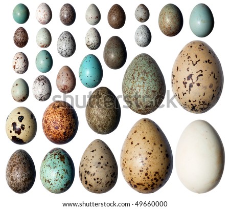 Eggs of birds in front of white background. Royalty-Free Stock Photo #49660000