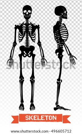Two black human skeleton silhouettes front and side view isolated on transparent background flat vector illustration