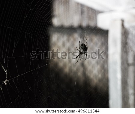 Large spider waiting for its prey in the dark corner                              
