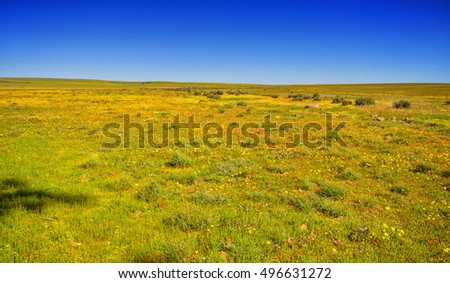 A landscape picture of African Spring flowers in Southern Africa