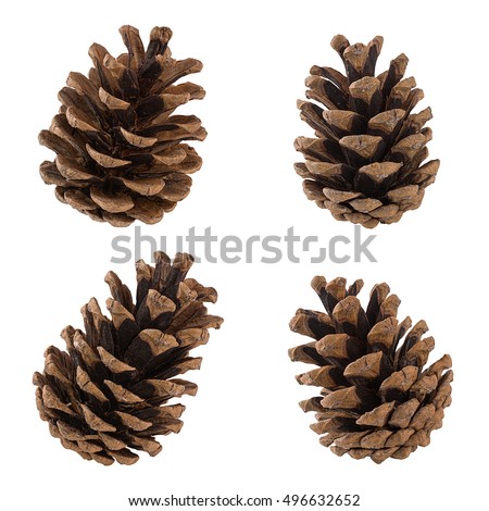 Set of cones of coniferous trees isolated on white Royalty-Free Stock Photo #496632652
