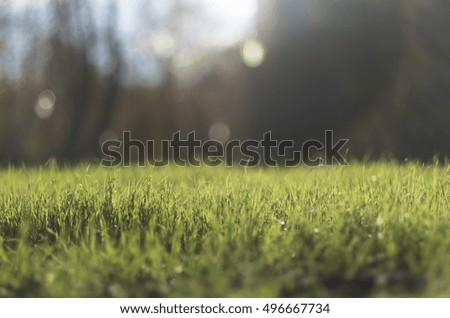 Background with green grass, sun beams and autumn sky Royalty-Free Stock Photo #496667734