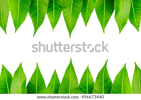 Green leaves with white copy space , top view Royalty-Free Stock Photo #496673440