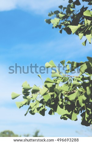 Close up of ginkgo leaves with blue sky, film filter effect with copy space, Spring summer concept