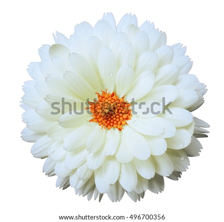white flower calendula. white isolated background with clipping path. Nature. Closeup no shadows. Flower orange center. with dew.