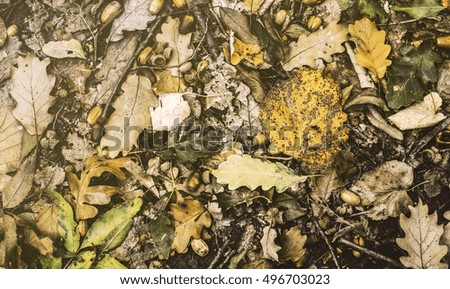 Autumn scene with walnuts and dry leaves on the ground.