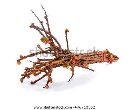 Rambutan  Fruit on the Branch on a white background.