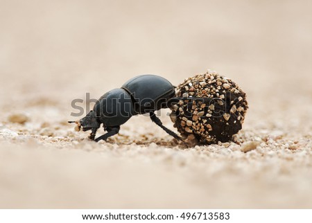 Flightless Dung Beetle, Circellium bacchus, roll dung ball, Addo Elephant National Park, South Africa Royalty-Free Stock Photo #496713583