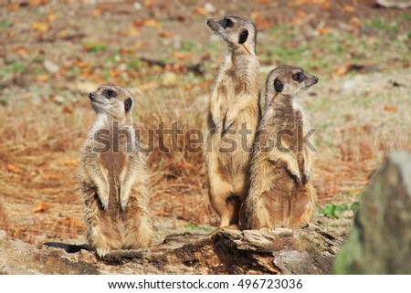 meerkats the guards Royalty-Free Stock Photo #496723036