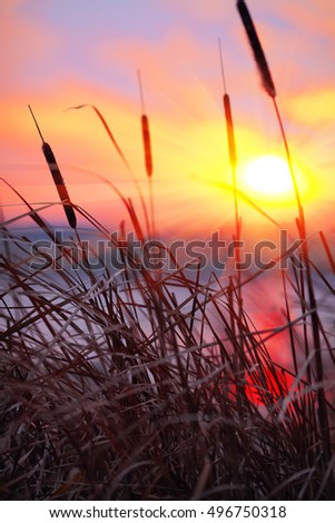 silhouette of reeds at sunset. Shallow depth of field.