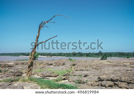 Dead wood at Sam Phan Bok, the biggest rock reef in the Mekong River