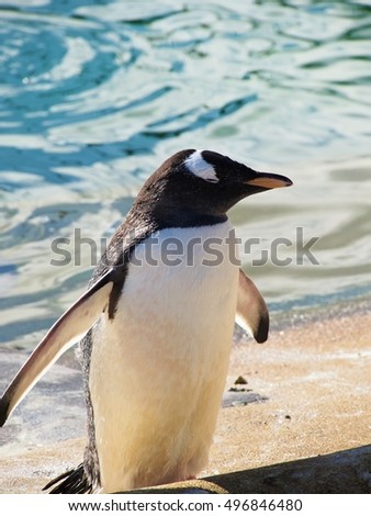 gentoo penguin standing by water
