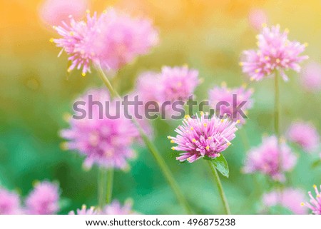 Beautiful pink flower with color filters on nature background.