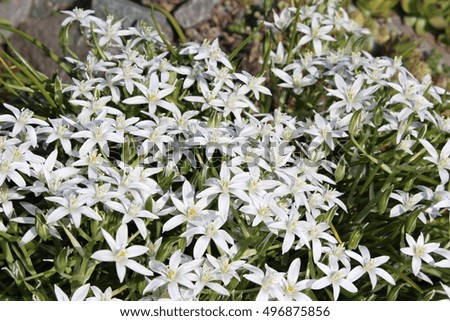 Ornithogalum flowers bloom in the garden