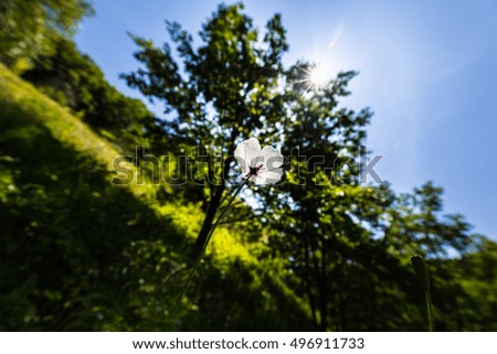 Beautiful white poppy flower isolated on green-yellow blurred background, in bright counter light -tilted composition