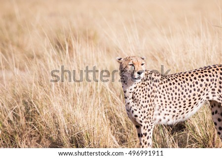 Cheetah in Masai Mara in Kenya, Africa