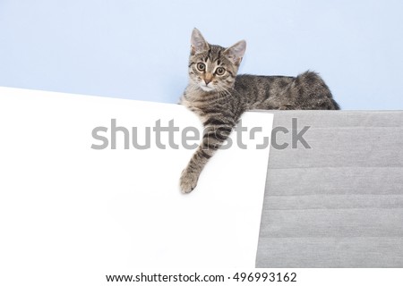 Template for animal advertising. Kitten holding a white sheet