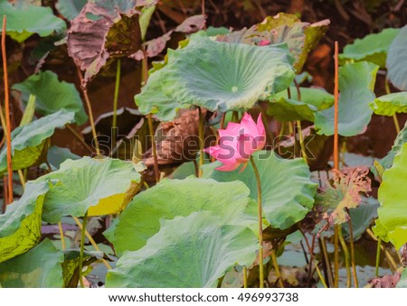 a selective focus picture of pink lotus in pond