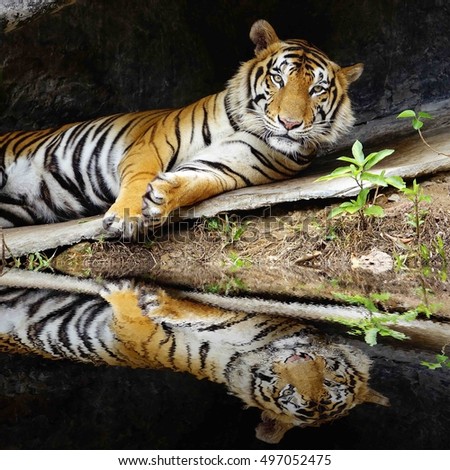 tiger sleeps and water reflection,select focus with shallow depth of field:ideal use for background.