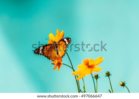 Closeup butterfly on flower (Common tiger butterfly) in Blue background Vintage style
