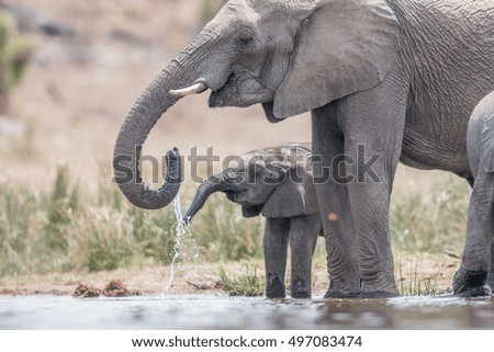 Drinking Elephants in the Kruger National Park, South Africa.Drinking Elephants in the Kruger National Park, South Africa.