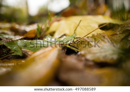 Autumn background. Wet leaves.