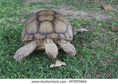 Turtle in Thailand, 2016