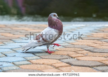 Freedom bird , pigeon 