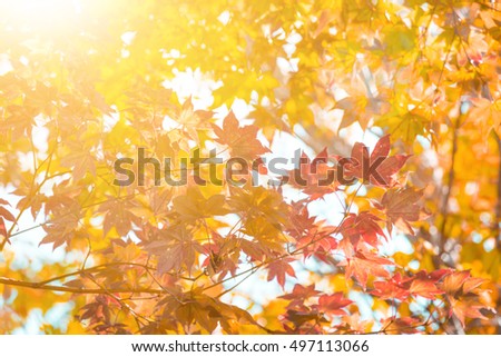 Landscape in autumn season with sun light. A tree branch and flower with autumn leaves of a maple on a blurred background. - Vintage tone.