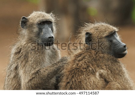 Chacma Baboon, Papio ursinus, Kruger National Park, South Africa