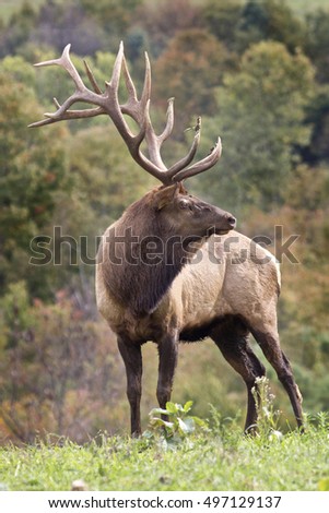 Bugling bull elk - Photograph taken during the fall rut in Elk State Forest, Elk County, Benezette, Pennsylvania.