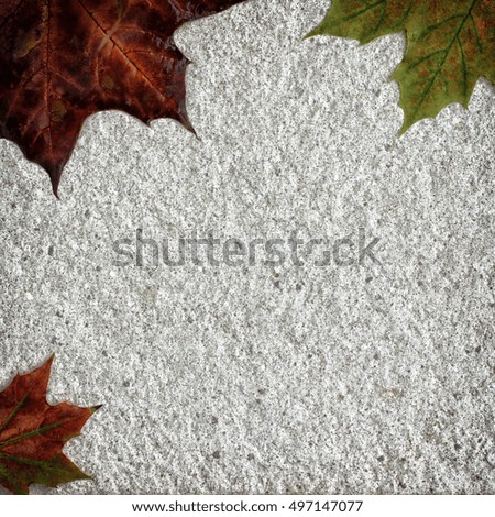 Autumn maple leaves background gray green red yellow beautiful