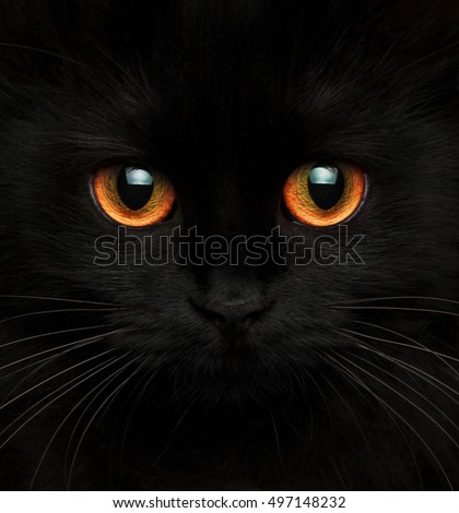 Cute muzzle of a black cat with red eyes closeup