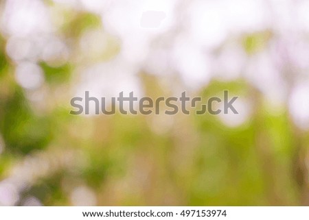 Green tree blurred background with sun beam, Natural scene