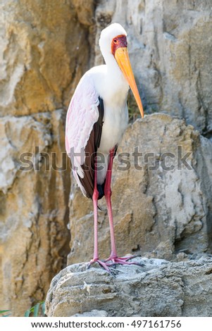 African Yellow Billed Stork Bird