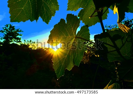 Summer sunrise in a vineyard on the background of the garden and the blue sky