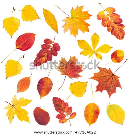 Set of colorful autumn leaves isolated on white background