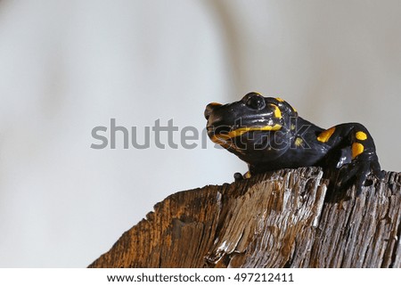 Nocturnal  amphibian, a salamander, on a log