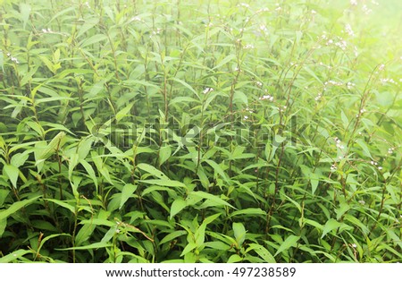 Persicaria odorata or daun kesum in Malay

