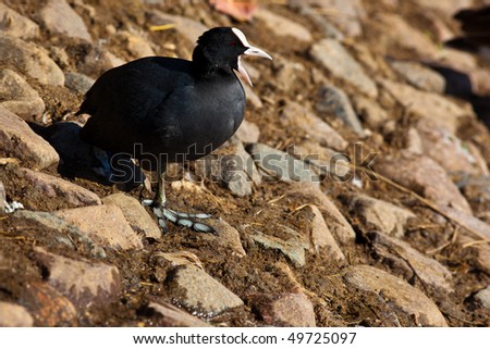 The black bird costs ashore. A bald-coot.