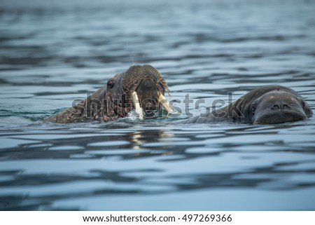 Walruses in the water Svalbard