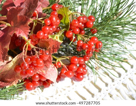 Festive Christmas arrangement composition of plants - berries and spruce branches on a tracery, lacy white, background fabric . Bright colors and celebratory mood.